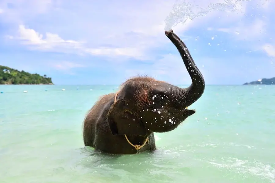 Слон и море Шри Ланка