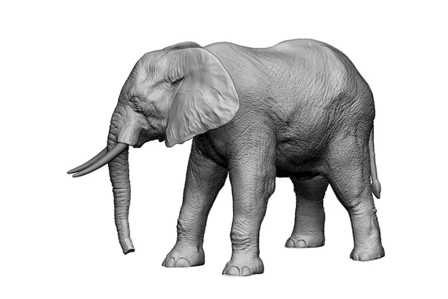Слон на белом фоне сбоку