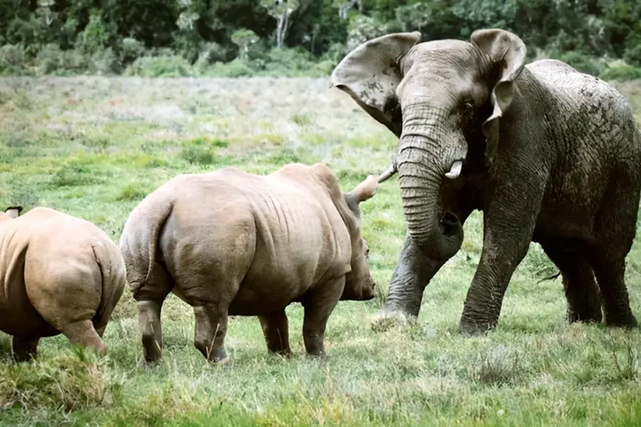 Слоны и носороги