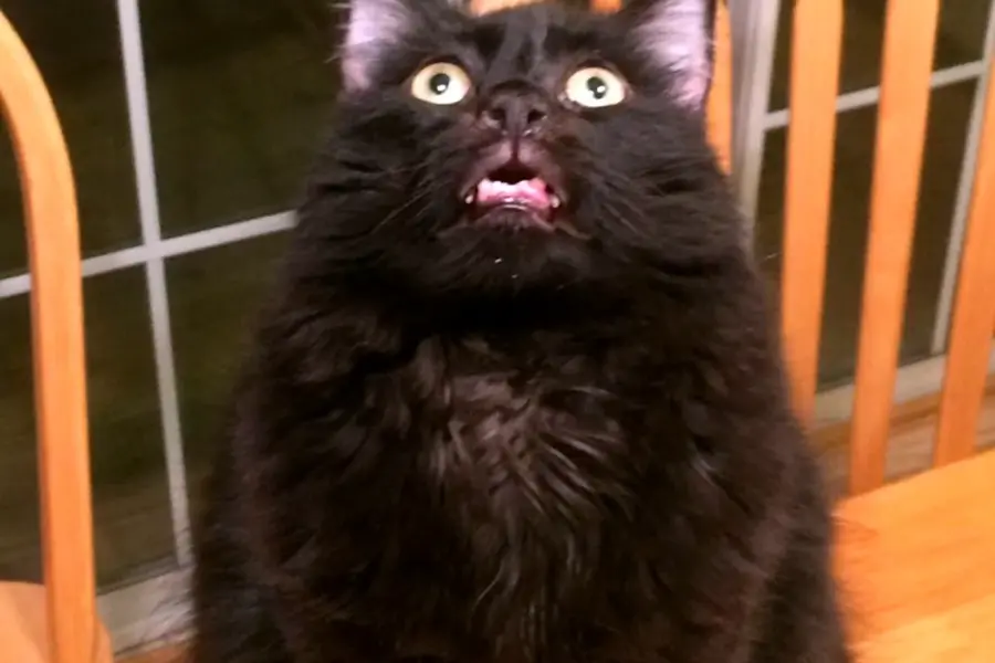 Смешной черный кот