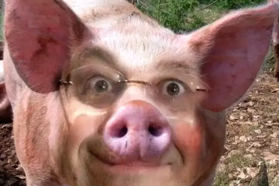 Смешные свиньи