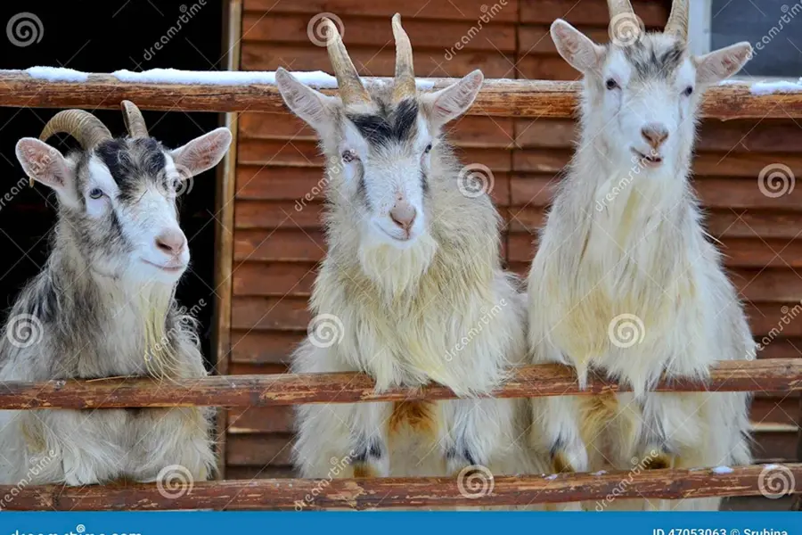 Смешные три козы
