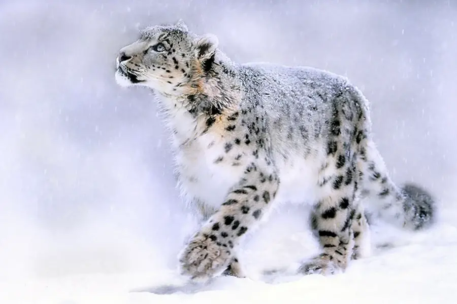 Снежный Барс и леопард