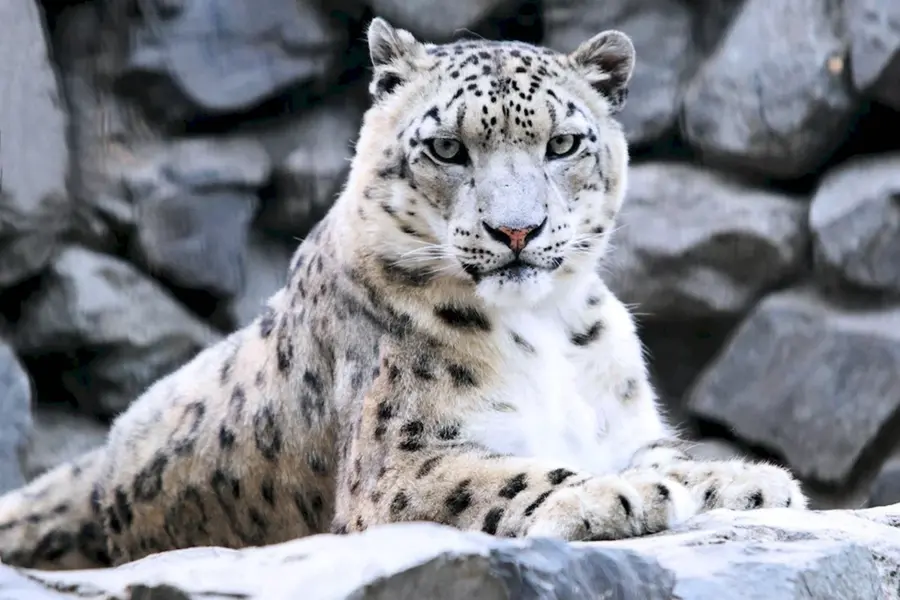 Снежный Барс Ирбис снежный леопард