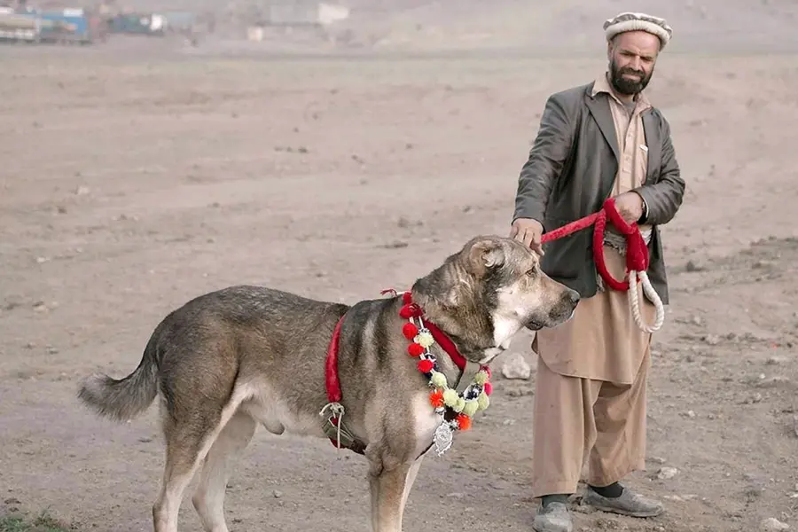 Собака Афганский волкодав