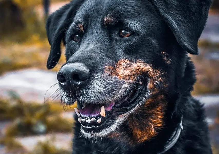 Собака чёрная с коричневым