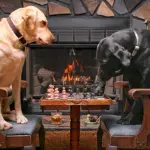Собака играет в шахматы