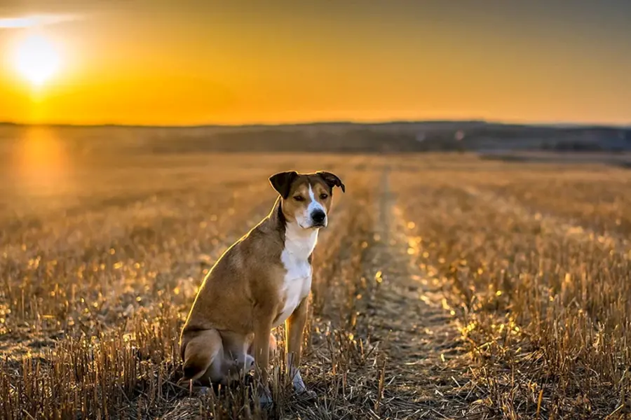 Собака на фоне поля