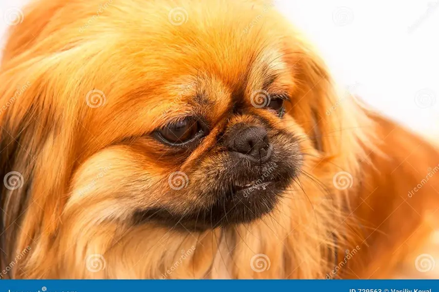 Собака Пекинес рыжего цвета хороший