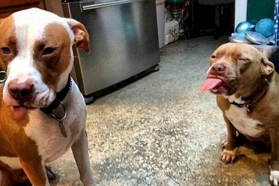 Собака показывает язык