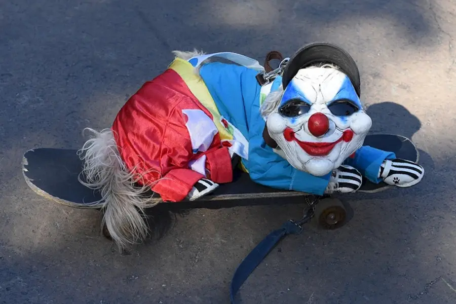 Собака в костюме клоуна
