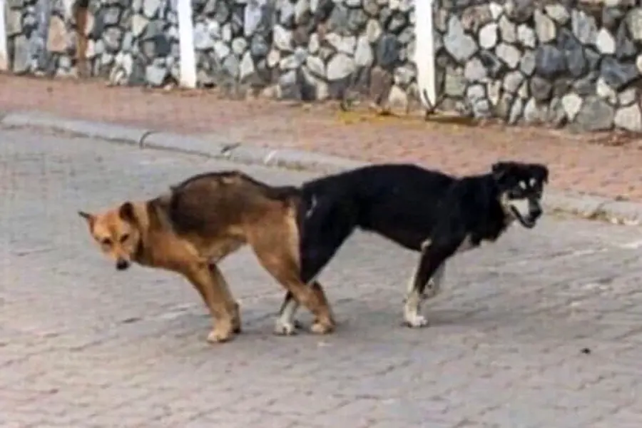 Собаки прилипли друг к другу