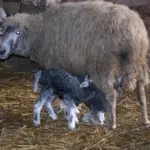 Сокольская порода овец