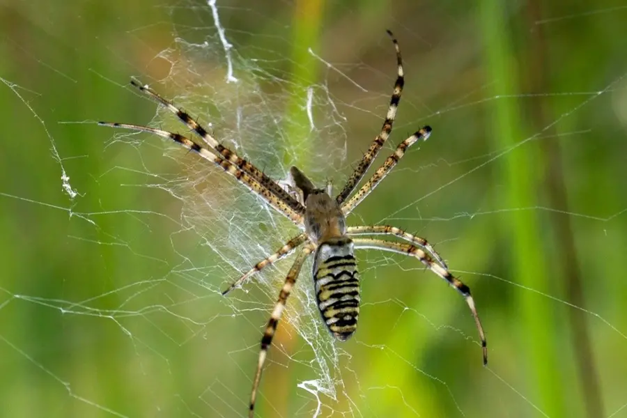 Спайдер паук