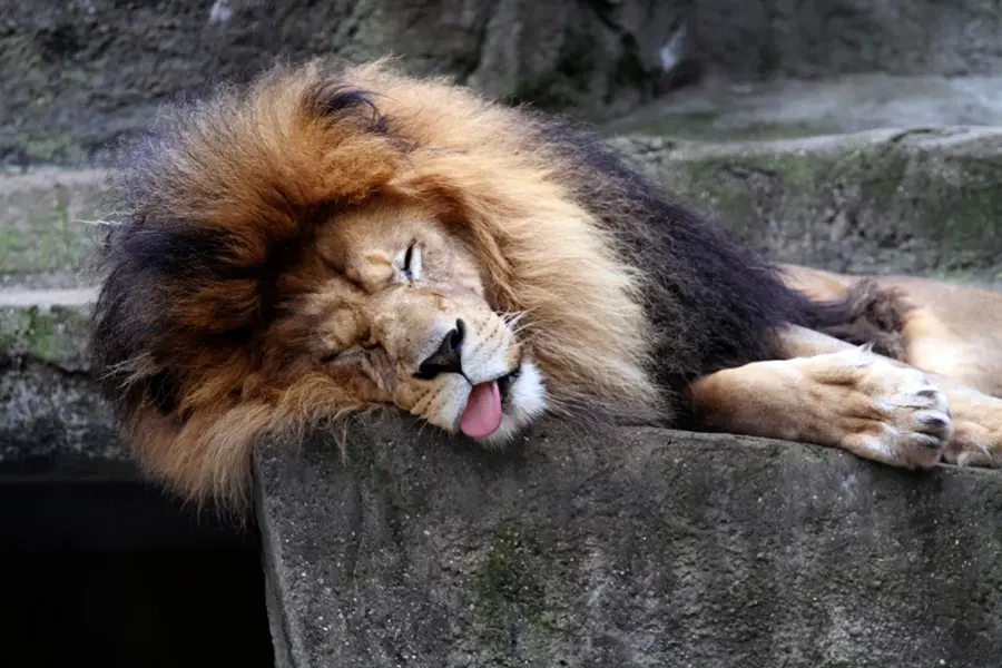 Спящие львы