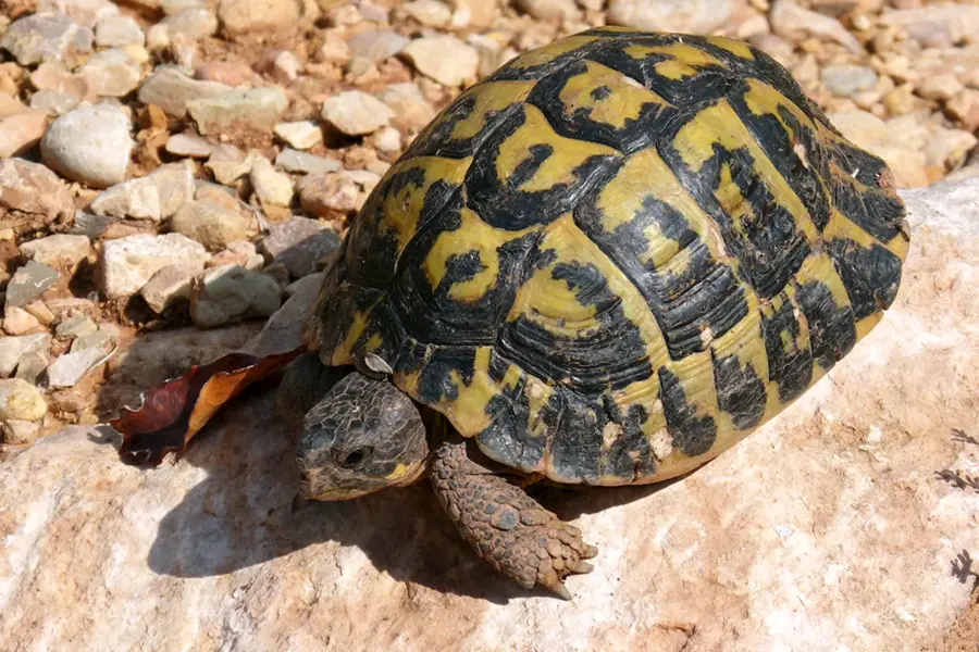 Средиземноморская черепаха Testudo Graeca