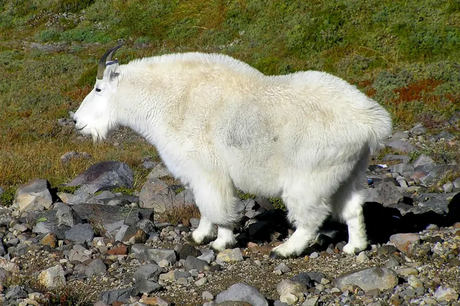 Среднеазиатская коза