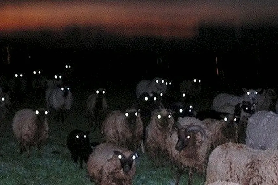 Стадо овец ночью