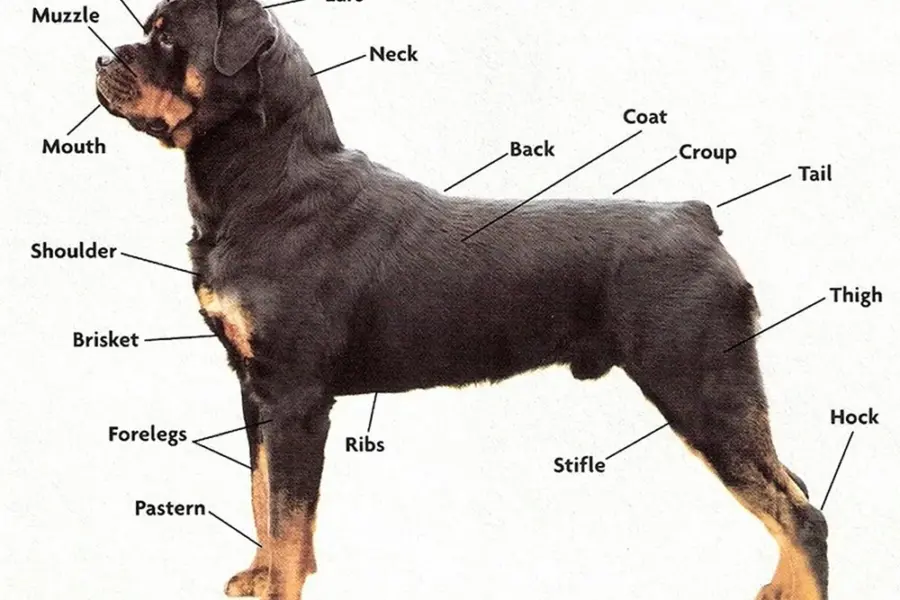 Стандарты породы собак ротвейлер