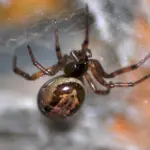 Steatoda Nobilis паук