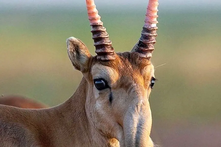 Степная антилопа Сайгак