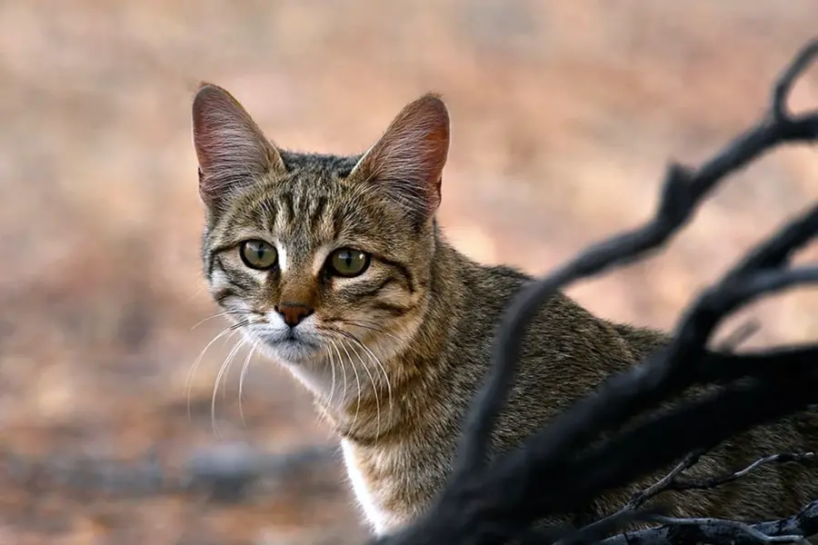 Степной кот Felis Silvestris lybica