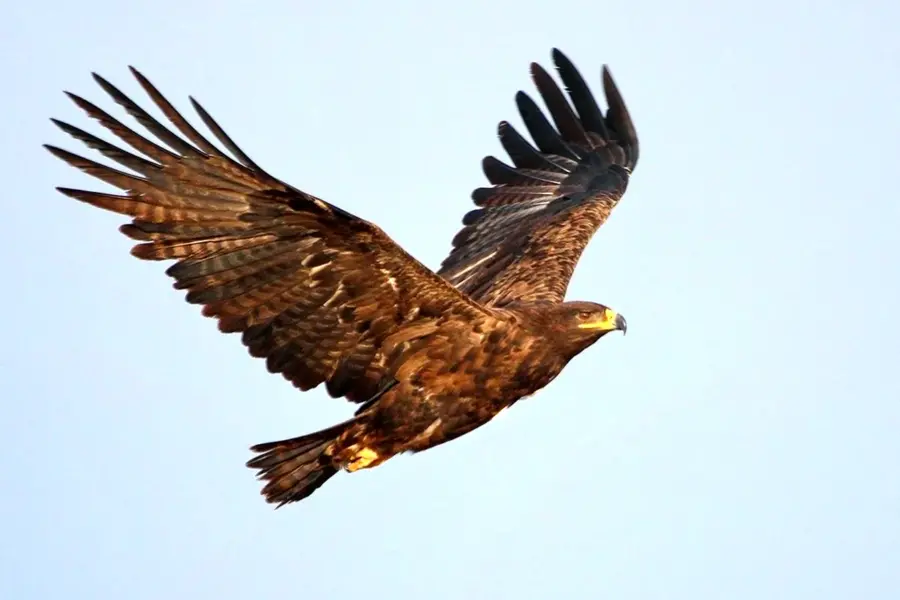Степной орёл Aquila nipalensis