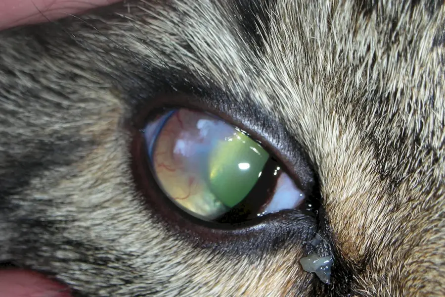 Строение глаза кошки тапетум