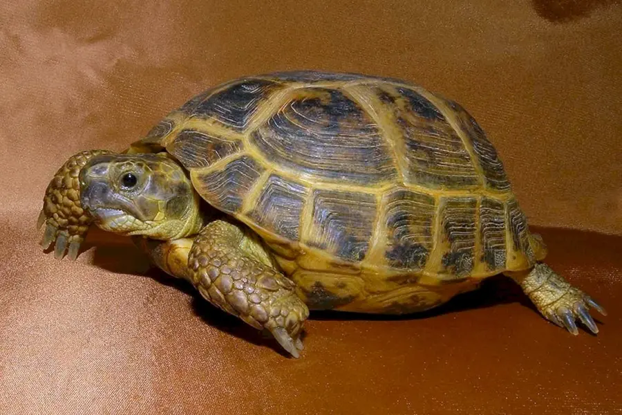 Сухопутная черепаха 20 см