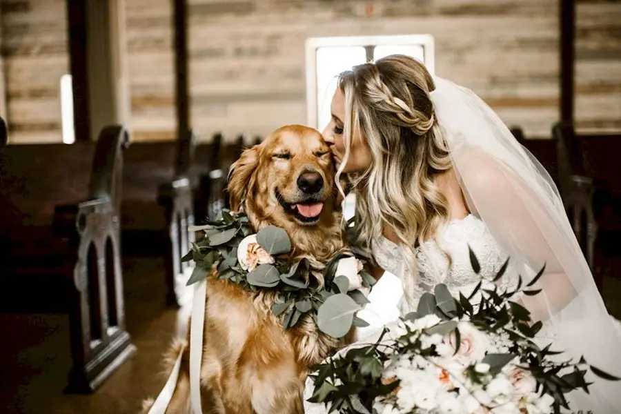 Свадьба собак