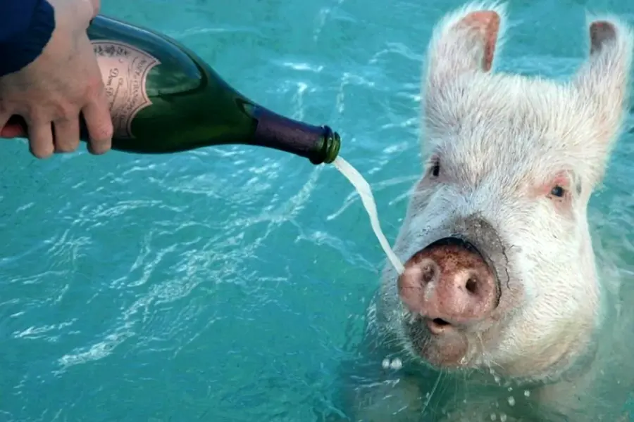 Свинья в бассейне