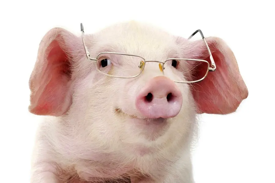 Свинка в очках