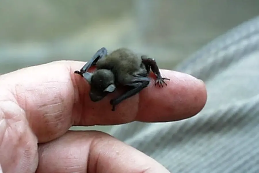 Свиноносая летучая мышь самое маленькое в мире млекопитающее