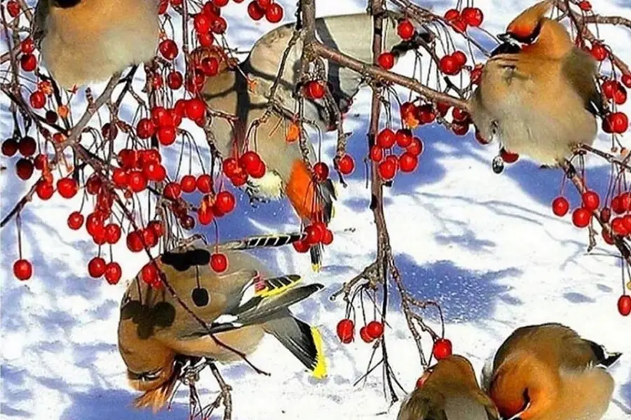 Свиристель зимующая птица
