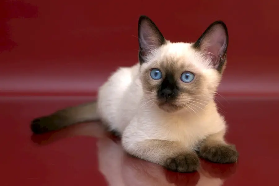 Тайская кошка Блю Пойнт