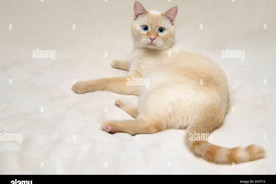 Тайская кошка ред Пойнт