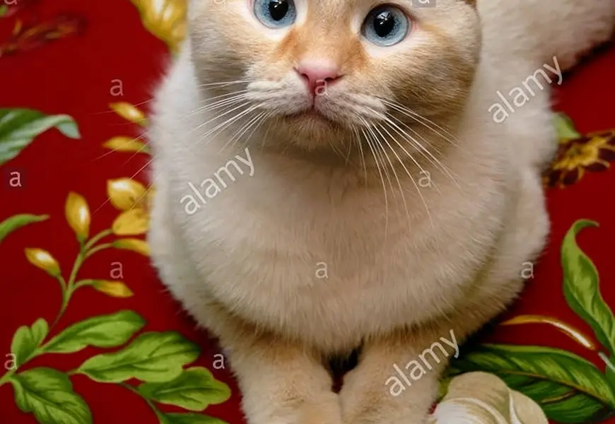 Тайский кот ред Пойнт