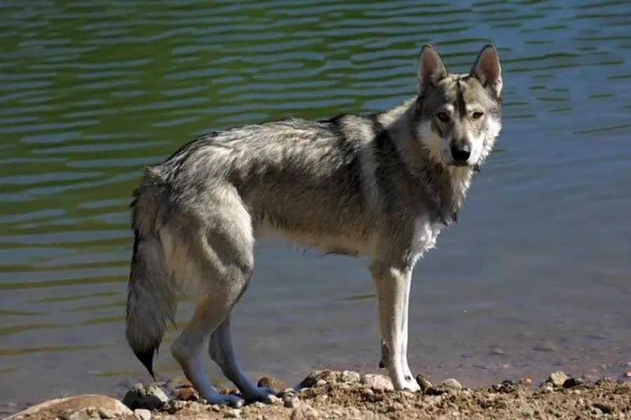 Тамасканская Волчья собака