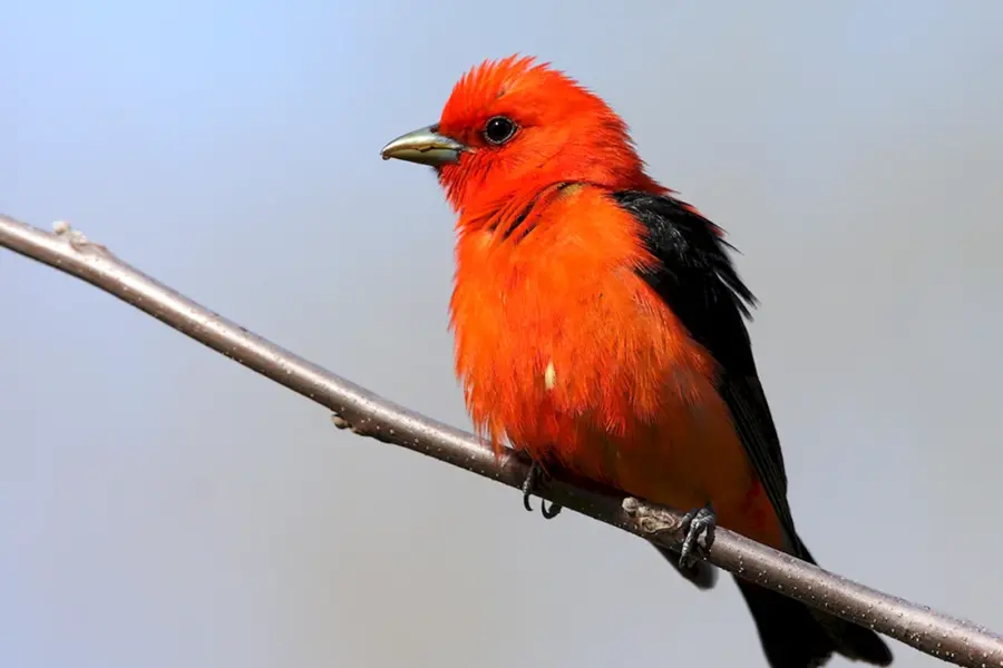Танагра птица оранжевая
