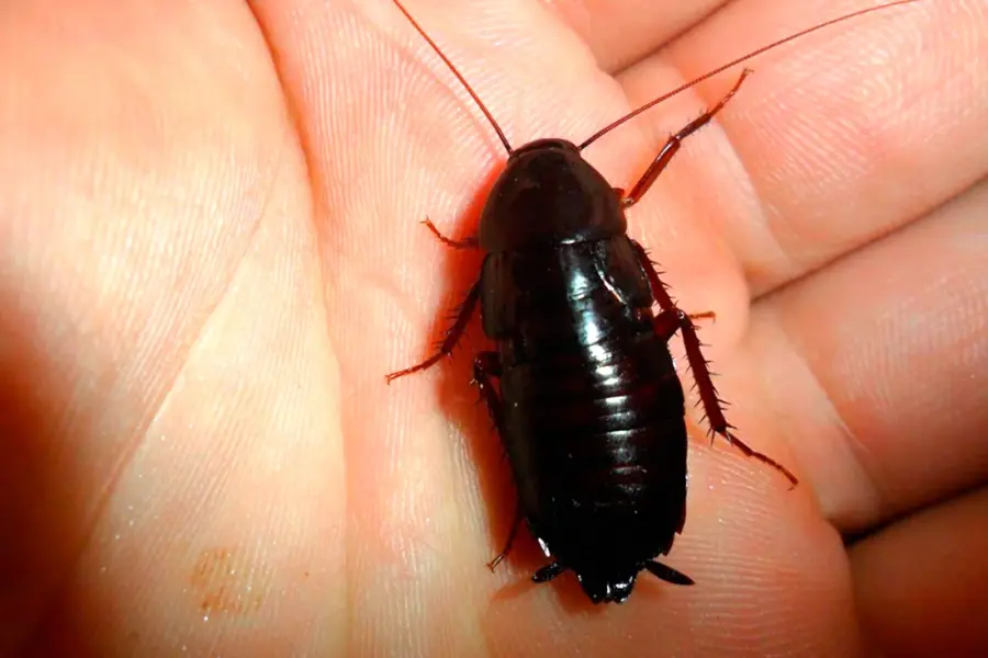 Таракан черный Blatta orientalis