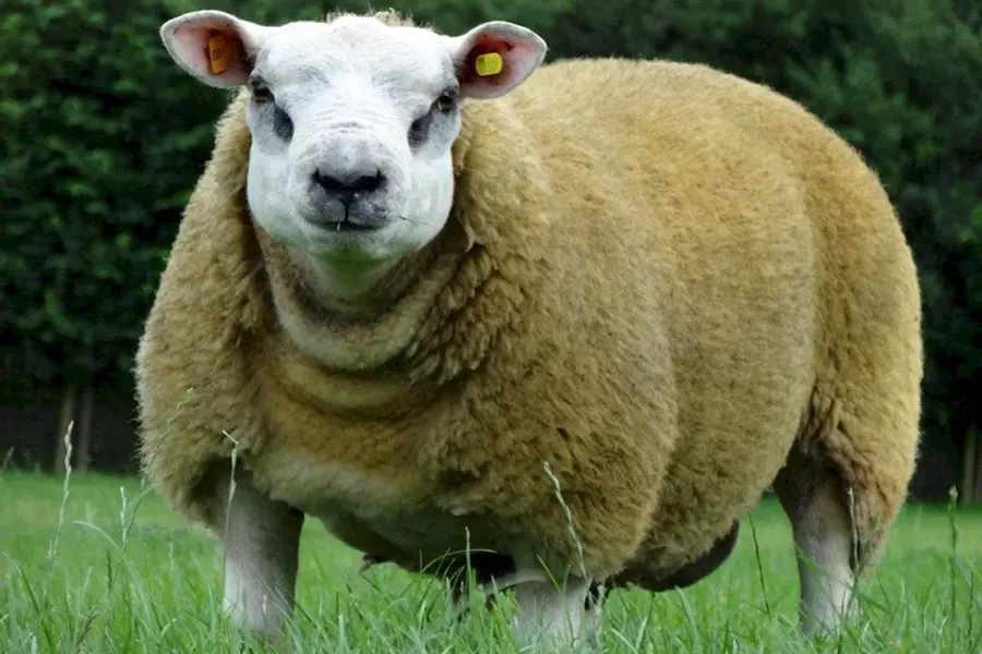Тексель порода овец