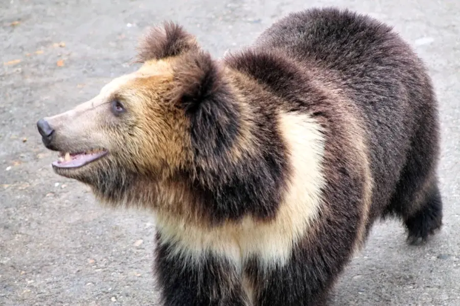 Тибетский медведь Пржевальского