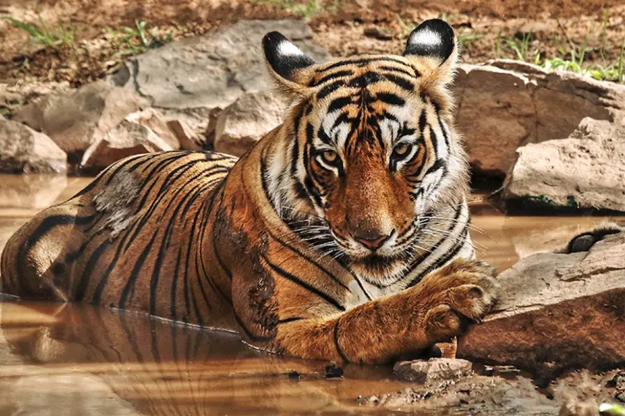Тигр Африканский тигр