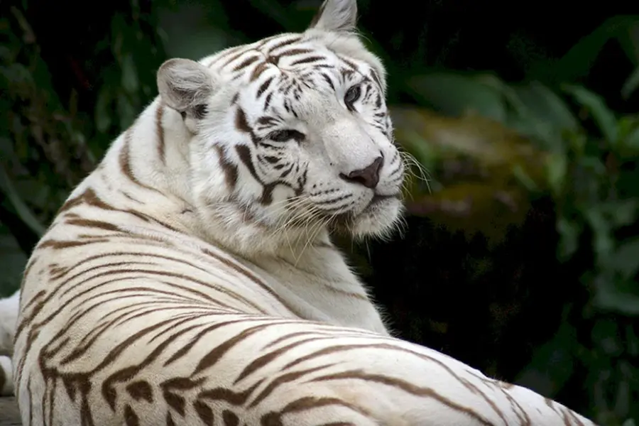 Тигр и белый тигр