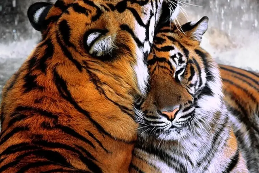 Тигр и тигрица любовь