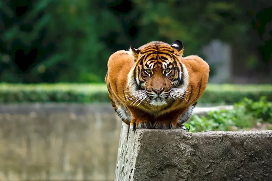 Тигр мыгр