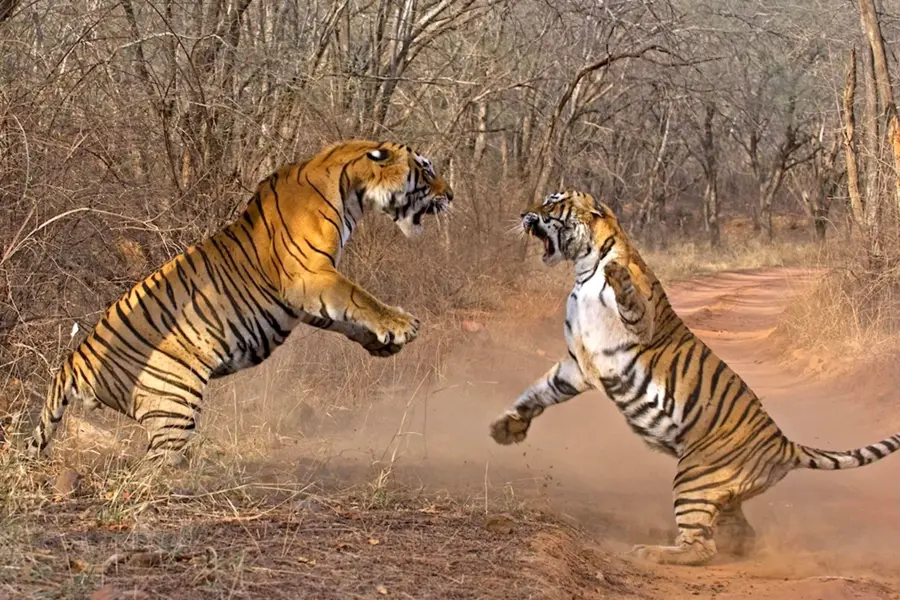 Тигр против тигра