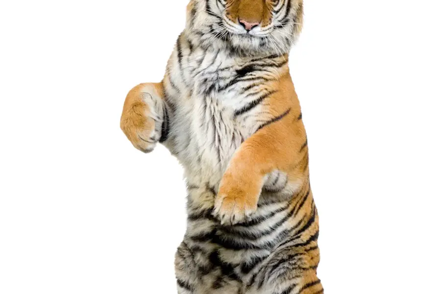 Тигр стоя на задних лапах