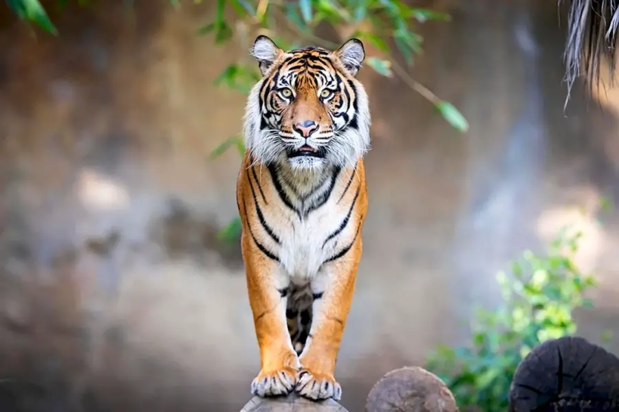 Тигр взгляд