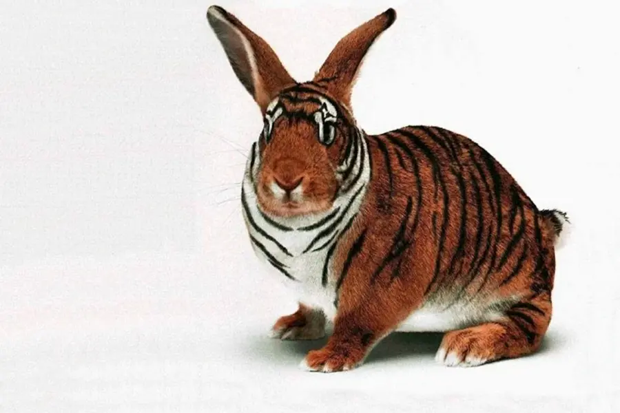 Тигровый кролик